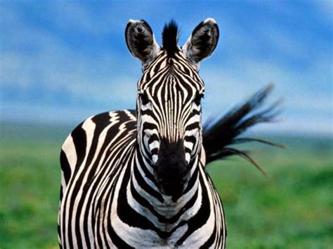 curiosidades  informacoes diversas  das zebras