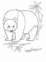 Panda Urs Colorat Desene Selva Planse Tiere Malvorlagen Colorkid Selvagens Selvatici Dschungel Giungla Salvajes Stampare Wilde Sauvages Coloriages sketch template