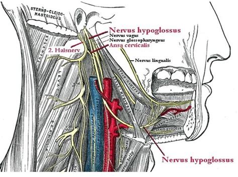 areas innervated   hypoglossal nerve