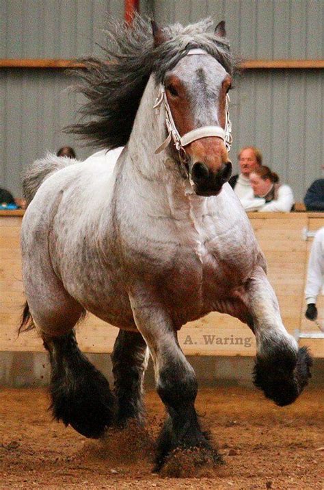 draft horses images  pinterest draft horses clydesdale