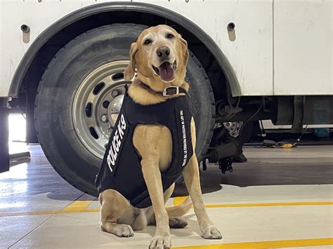 Two Cspd K9s Receive Donation Of Body Armor Fox21 News Colorado