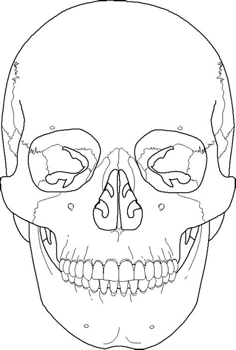 anatomy coloring pages bones pics  diagrams