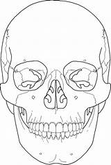 Skull Anatomy Coloring Pages Drawing Human Skulls Bones Skeleton Line Color Colouring Getdrawings Printable Getcolorings Print sketch template