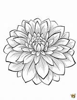 Dahlia Ludinet Fleur Adultes Colorier Dessiner Coloriages sketch template