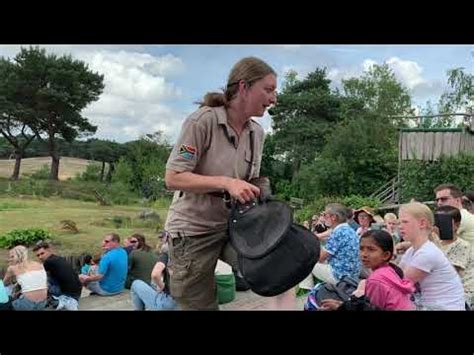 show roofvogelsafari hdpov  beekse bergen youtube