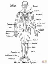 Coloring Human System Pages Skeletal Body Printable Kids Systems Anatomy Skeleton Diagram Nursing Circulatory Super sketch template