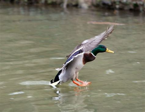 photo duck landing