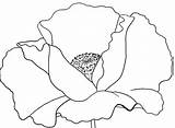 Anderson Angela Painting Traceables Acrylic Traceable Poppy Drawing Paintings Angelafineart sketch template