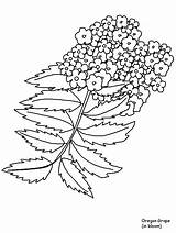 Coloring Pages Flower Flowers Realistic Drawing Bluebonnet Oregon Printable Grape Texas Coloringpagebook Rocky Template Drawings Coloringpages101 Advertisement Getdrawings Sheets Mountain sketch template