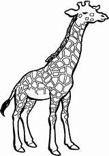 Coloring Pages Giraffe Giraffes Kids Cute Neck sketch template