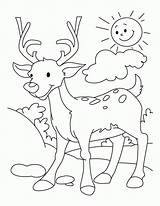 Coloring Pages Deer Buck Doe Clipart Library Sika sketch template