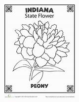 Flower Indiana State Coloring Pages Peony Worksheet Kids Education sketch template