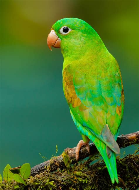 parrot pictures   images  unsplash