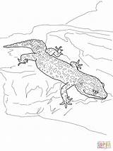 Coloring Pages Gecko Animals Crocodiles Alligators Vulture sketch template