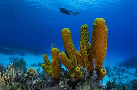 largest haul   flesh eating deepsea sponges   australia