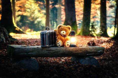 teddy bears cute   forest hd cute  wallpapers images