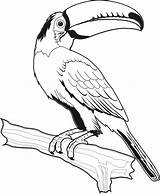 Coloring Tucan Aves Toucan Tucano Arara Uccelli Animais Colorare Disegni Dibujos Pássaro Risco Parrot Toco Schizzi Bordar Acessar Passaro Salvo sketch template
