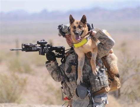 pictures  military service dogs
