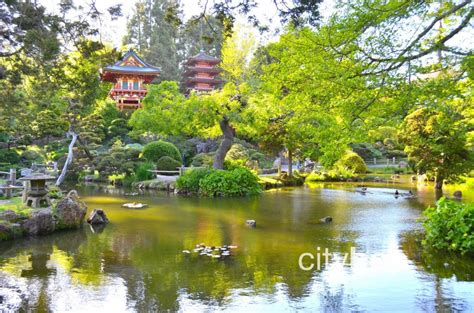 attractions  japanese tea garden san francisco citybop
