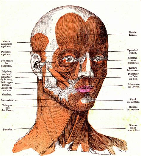 facial muscle anatomy photograph  collection abecasisscience photo