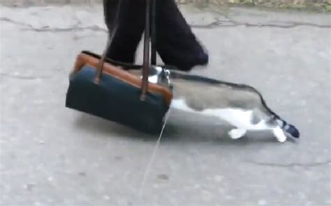 Scaredy Cat Feline Doesn’t Like Outdoors So Stuffs Head In Woman S Bag