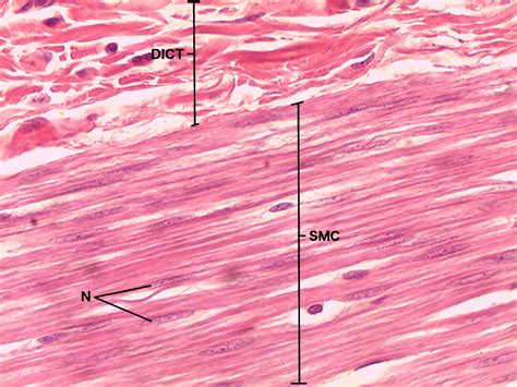 smooth muscle tissue  histology