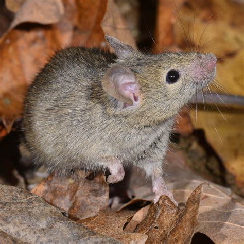 smoky mouse konoom pseudomys fumeus pest  endangered