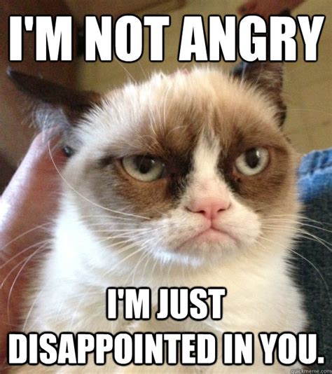amused grumpy cat memes quickmeme