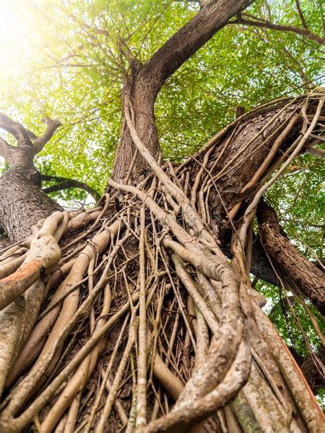 beautiful image  vines  roots weaving big tree  tropical jungle forest stock image