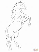 Horse Rearing Cheval Paard Pferd Colorare Cavallo Steigerend Aufsteigendes Zampe Cabre Ausmalbilder Fries Frison Caballo Patas Traseras Coloriages Aladdin Cavalli sketch template