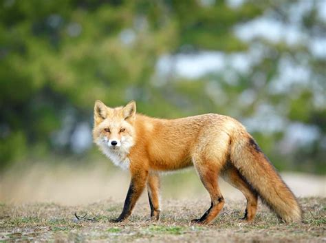 surprising facts   red fox