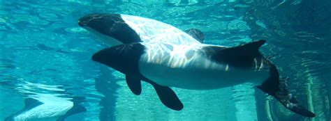 all about commerson s dolphins reproduction seaworld parks
