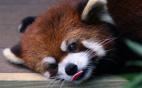 crveni ili mali panda ova zivotinjica koja svojom glavom neodoljivo podsjeca na medu  tijelom
