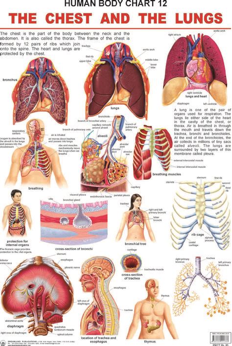 body chart human body activities body chart human body science gambaran