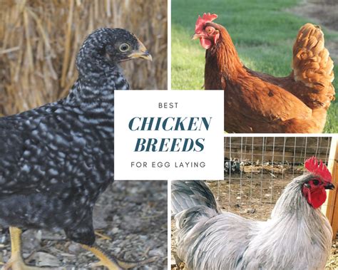 Best Chicken Breeds For Egg Laying A Frugal Homestead
