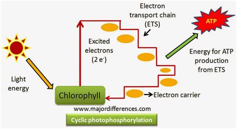 difference  cyclic   cyclic photophosphorylation md
