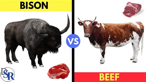 eat bulls  cows   correct answers musicbykatiecom