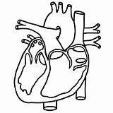 Heart System Circulatory Coloring Human Pages Outline Real Drawing Kids Cardiovascular Anatomical Simple Anatomy Diagram Printable Color Getcolorings Clip Getdrawings sketch template
