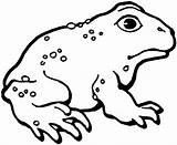 Toad Rospo Ropucha Grenouille Colorier Americano Kolorowanki Sapo Toads Anfibi Lado Cane Animali sketch template