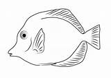 Tang Poissons Draw Chirurgo Chirurgiens Pesci Coloriages Anges Printmania sketch template