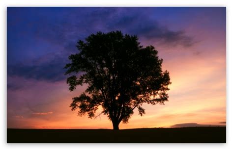 Tree Silhouette Photography 4k Hd Desktop Wallpaper For 4k