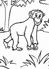 Chimpanzee Coloring Pages Walking Drawing Chimp Getdrawings Getcolorings Baby sketch template