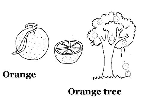 images  orange worksheets  preschoolers orange letter  coloring pages color