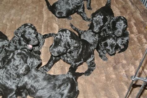 French Valley Ranch S Giant Schnoodles And Miniature