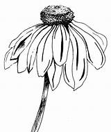 Coneflower Echinacea Stem Bene Aimie Paintingvalley Designlooter sketch template