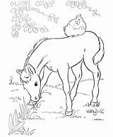 Coloring Foal Pages Horse Popular Printable sketch template