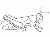 Grasshopper Coloring Animals Printable Pages sketch template