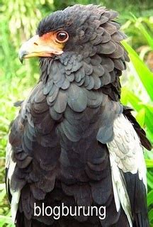 info terbaru gambar burung garuda  cantik