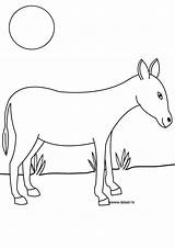 Coloring Donkey Animals Farm Pages Mules Donkeys sketch template