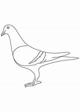 Pigeon sketch template